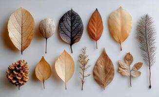 A collection of dried leaves arranged in a row photo