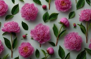 Pink peonies are arranged in a pattern on a white surface photo