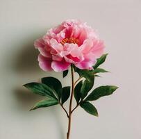 A single pink peony flower on a white background photo