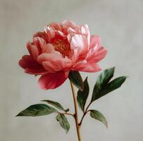 A single pink peony flower is shown in front of a gray background photo