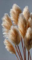 A bunch of fluffy white pampas grass photo