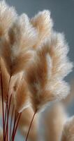 A bunch of fluffy white plants photo