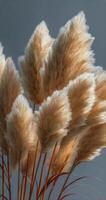 Pampas grass - 3d model by julian photo