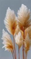 Pampas grass, by james davis, on display at the new york museum photo