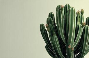 A cactus plant is shown in front of a white background photo