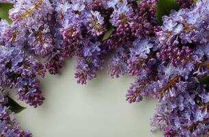 A frame with purple flowers on a white background photo