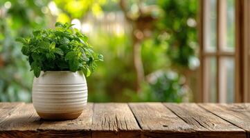 A small plant in a white vase on a wooden table photo