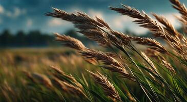 A field of tall grasses with a cloudy sky photo