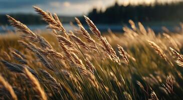 Tall grasses in the foreground of a lake photo