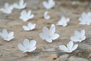 White Floral Petals Scattered On Textured Beige Stone Surface In Natural Light photo