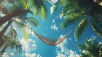 Person Relaxing in Hammock Under Palm Trees, Sunny Day photo