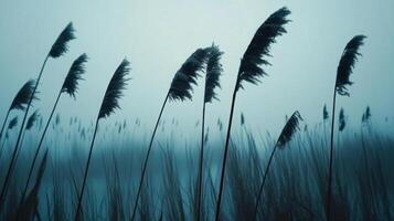 Moody Teal Reeds Swaying in Foggy Field photo