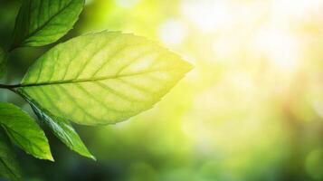 Closeup of a Vibrant Green Leaf with Sunlight and Dew Drops photo