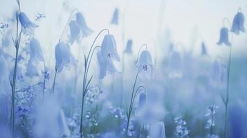 Soft Blue Bellflowers in a Misty Field photo