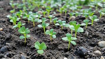 Close Up of Vibrant Green Seedlings Emerging from Dark Soil photo