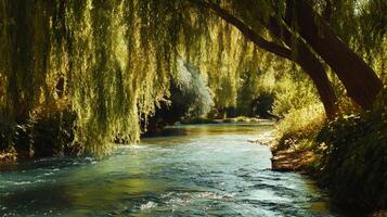 Sunlit River Scene with Weeping Willow Tree photo