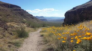 Desert Hiking Trail with Blooming Yellow Flowers and Mountain Views photo
