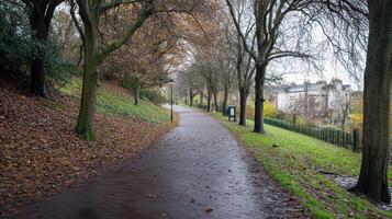 Tree lined path in park during autumn afternoon photo