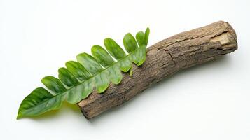 Natural wood and leaf arrangement on white surface photo