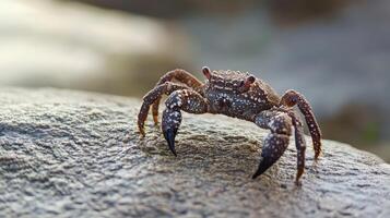 Crab exploring a rocky shore at sunset photo