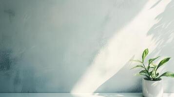 Green plant on a shelf under soft daylight rays photo