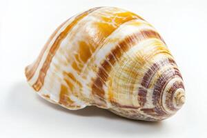 Colorful seashell displaying intricate patterns photo