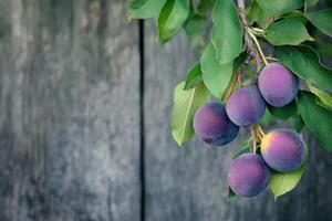 Fresh plums hanging from tree branch in garden photo