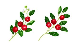 Cranberry twigs with ripe berries and green leaves set. Lingonberry branches with red fresh berries illustration vector