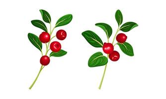 Cranberry twigs set. Lingonberry branches with red ripe berries illustration vector
