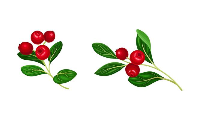 Cranberry twigs with red ripe berries and green leaves set illustration