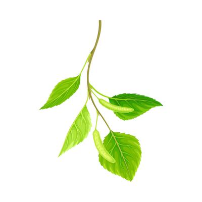 Birch twig with catkins. Natural spring decor element illustration