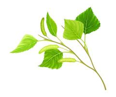 Spring birch twig with catkins illustration on white background vector