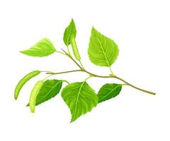 Birch twig with leaves and aments. Spring season design element, Betula Pendula or Silver birch tree illustration vector
