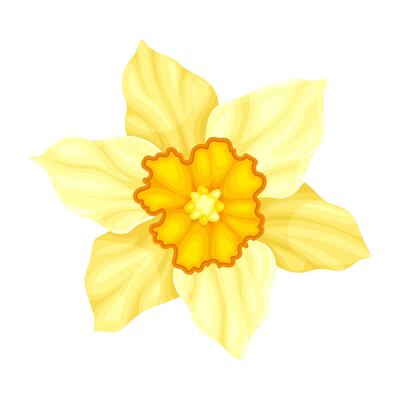 Bright Yellow Flower with Showy Petals and Stamen Closeup Illustration