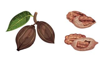 Pecan nuts set. Ripe nuts with leaf and shelled kernels. Healthy nutrition concept illustration vector