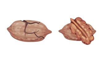 Pecan nuts set. Unpeeled nutshell and shelled kernels. Healthy nutrition concept illustration vector