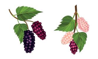 Grape bunches with leaves set. Fresh grapes branches decorative element illustration vector
