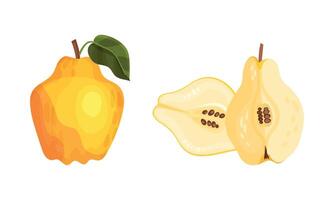 Halved and Whole Quince with Light Flesh with Seeds Set vector