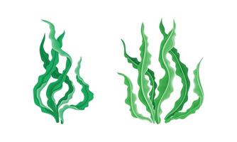 Seaweed or Macroalgae as Aquatic and Marine Plants Growing on Ocean Bottom Set vector