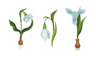 Galanthus or Snowdrop with Linear Leaves and Single White Drooping Bell Shaped Flower Set vector