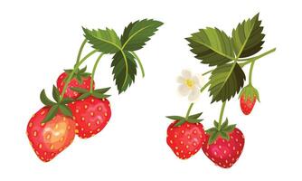 Strawberry Branches with Hanging Whole Red Berries Set vector