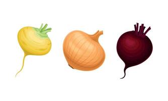 Onion Bulb and Beetroot as Ripe Vegetable and Healthy Raw Food Set vector