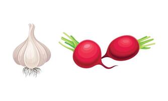 Garlic and Radish as Ripe Vegetable and Healthy Raw Food Set vector
