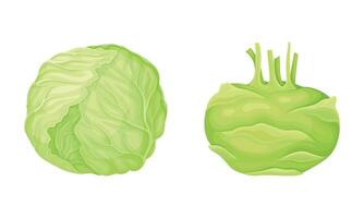 Turnip and Cappage as Ripe Vegetable and Healthy Raw Food Set vector