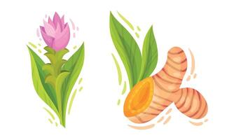 Turmeric Rhizome or Root and Flower Isolated on White Background Set vector