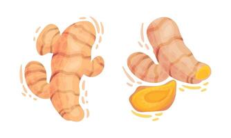 Turmeric Rhizome or Root Isolated on White Background Set vector
