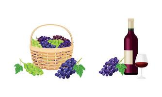 Cluster of Grape Gathered in Basket and Wine Bottle Set vector