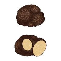 Truffle with Cut Slice Showing White Flesh Set vector