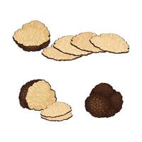 Whole and Sliced Truffle as Fruiting Body of Subterranean Ascomycete Fungus Set vector