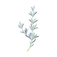 Juniper twig, trendy color floral design element illustration vector